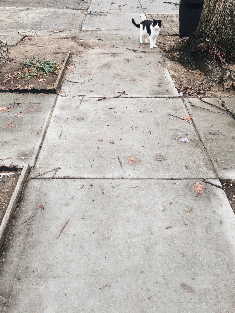 cat-on-street-JPG-768x1024.jpg