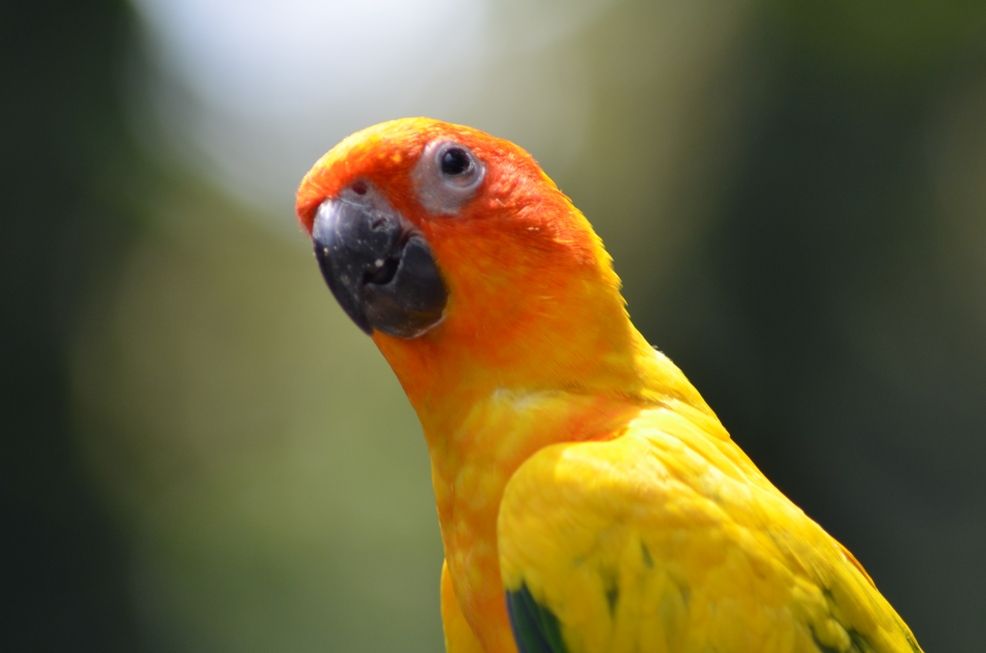 yellow-bird.jpg