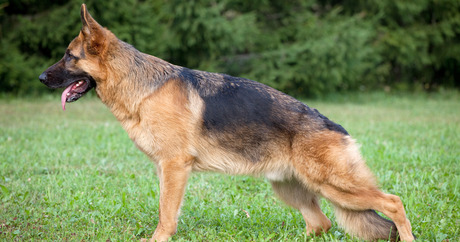 file_5883_column_why-are-german-shepherds-good-police-dogs.jpg