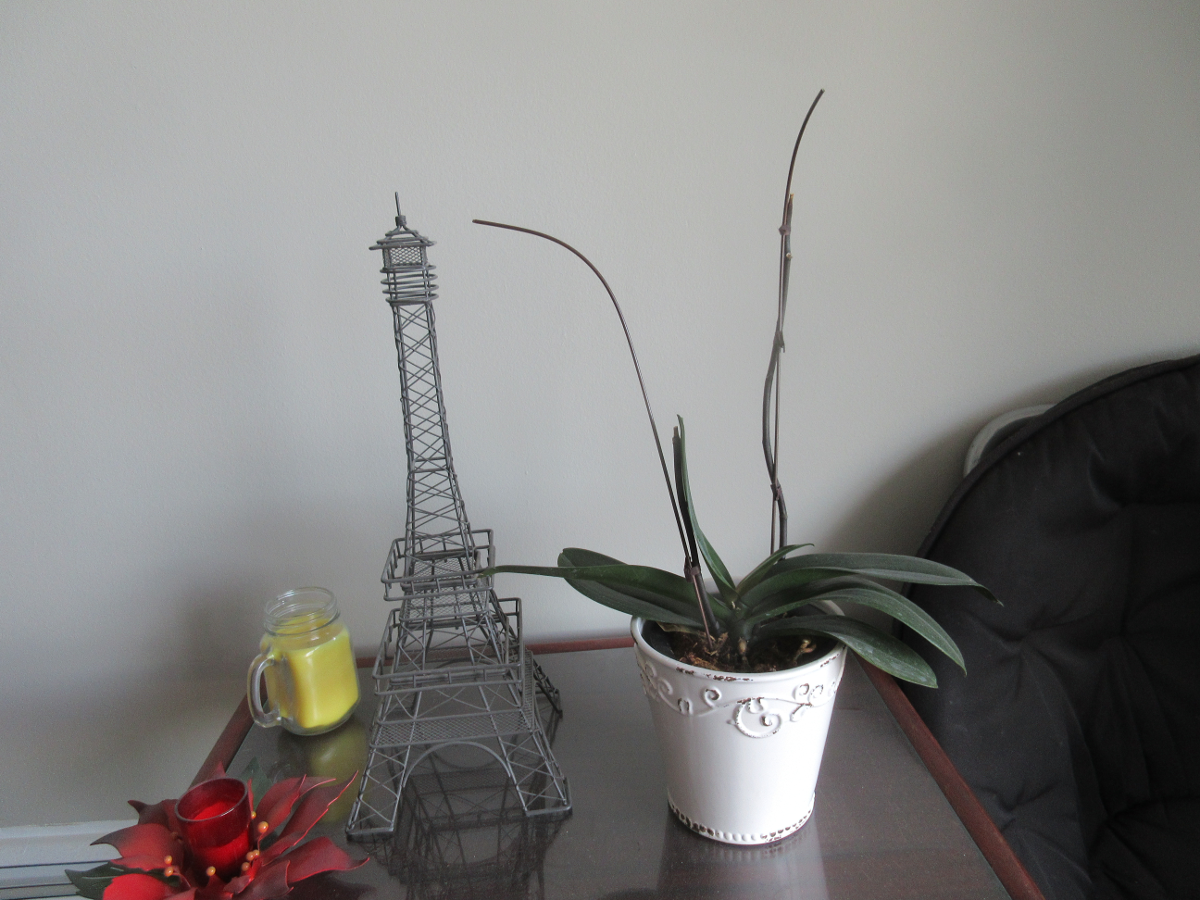 orchid_eiffel_tower.png