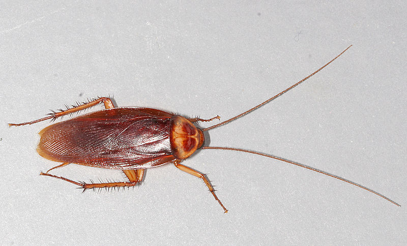 800px-American-cockroach.jpg