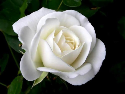 white-rose-seeds.jpg