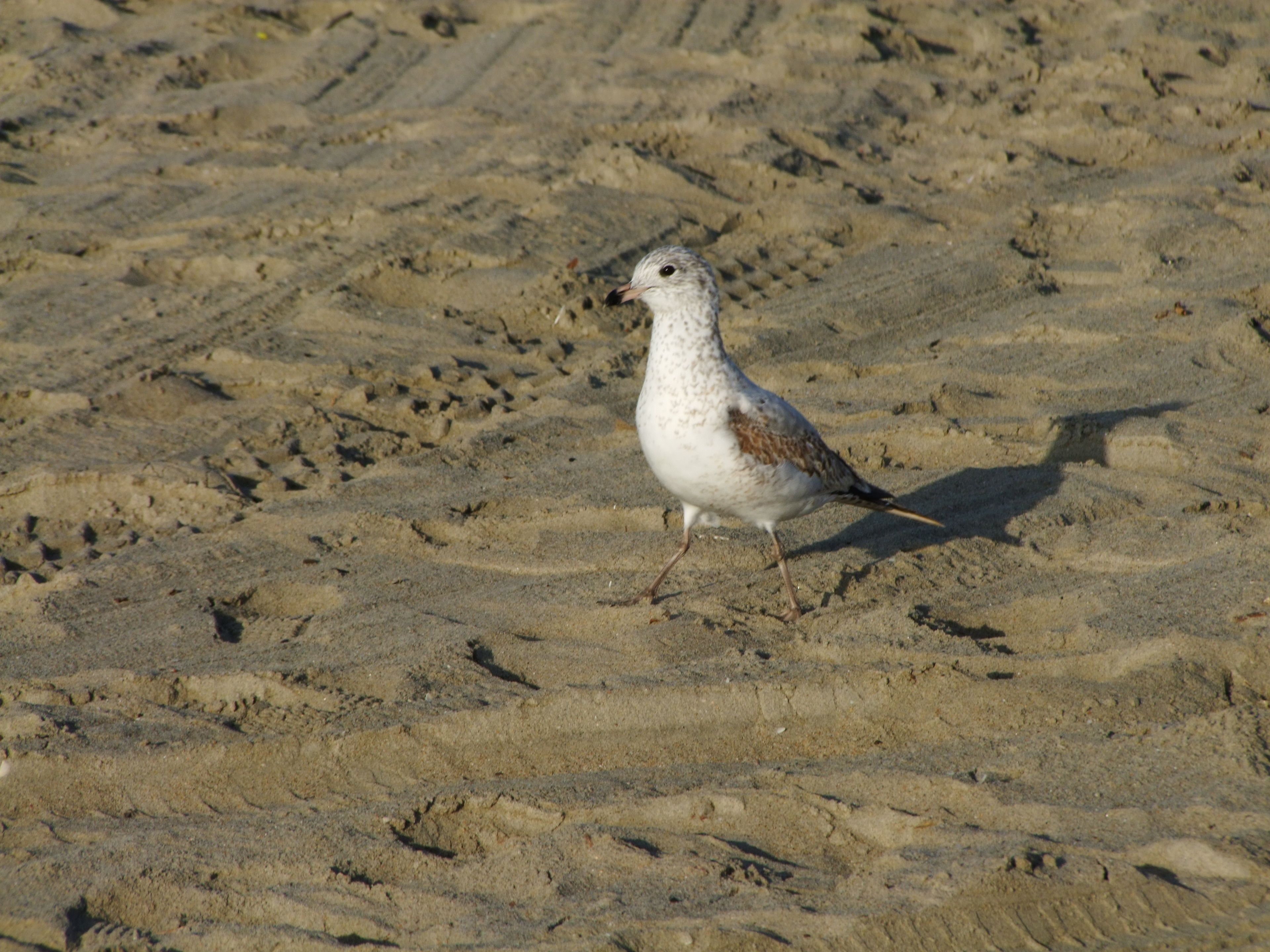DSCF2492.JPG