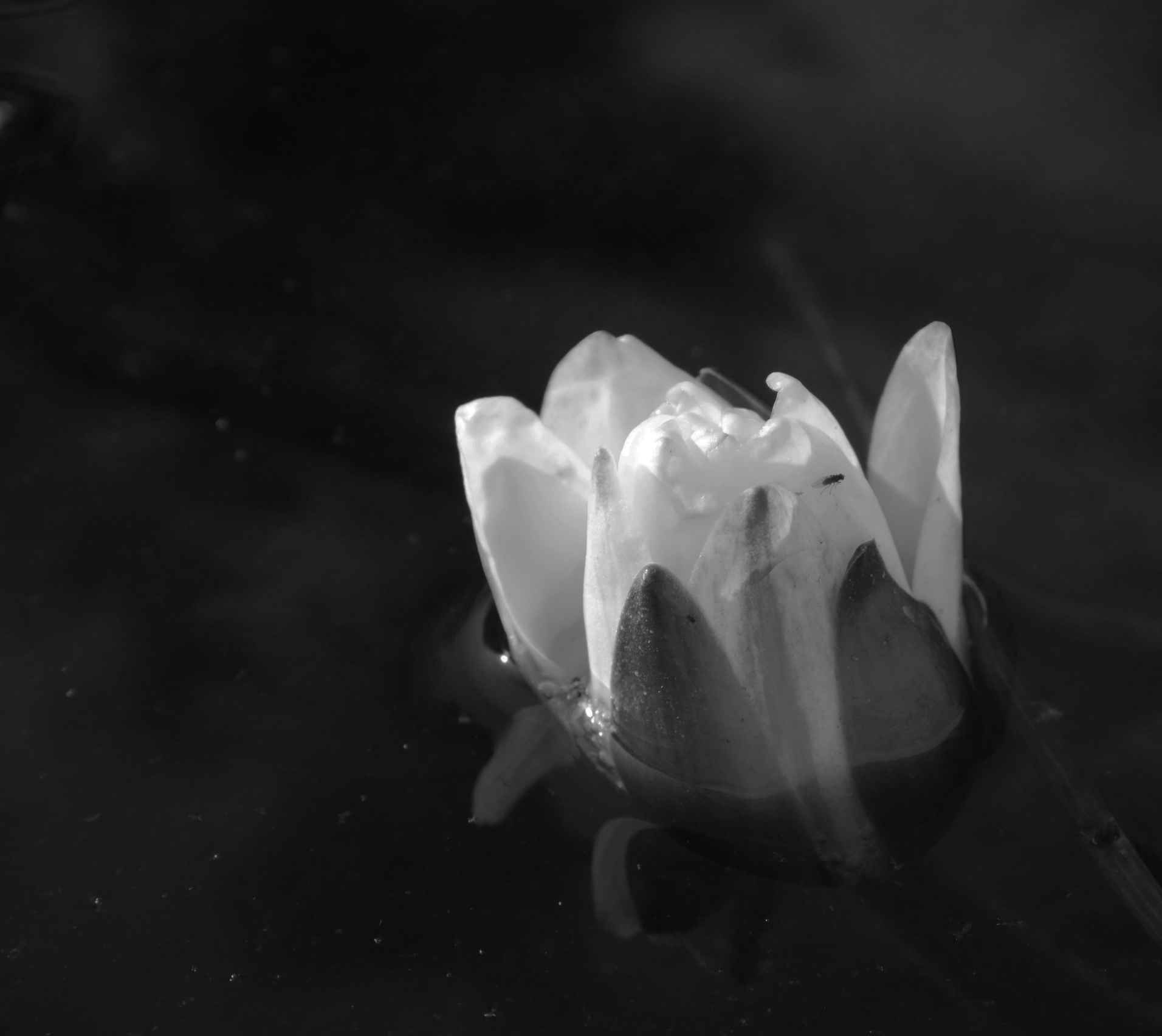 Lily__MONO__P1100217.jpg