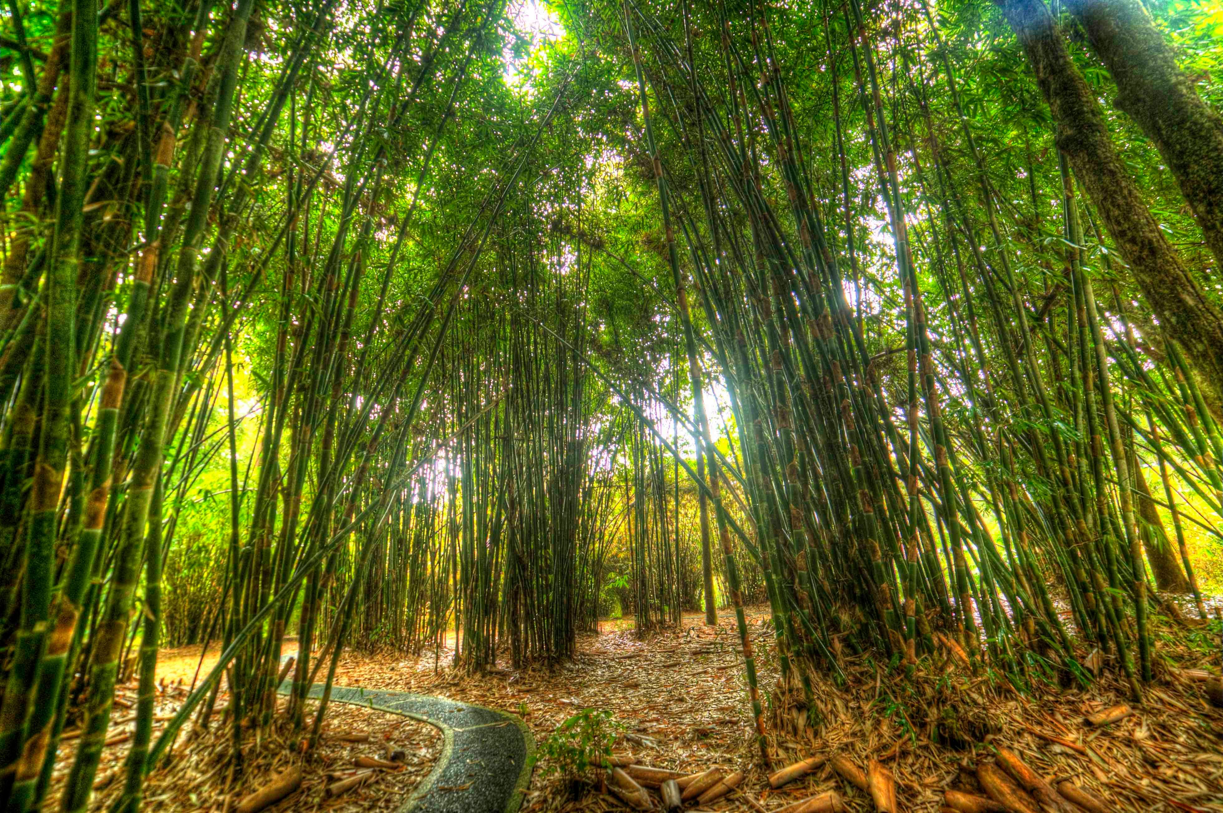 bamboo forest.jpg