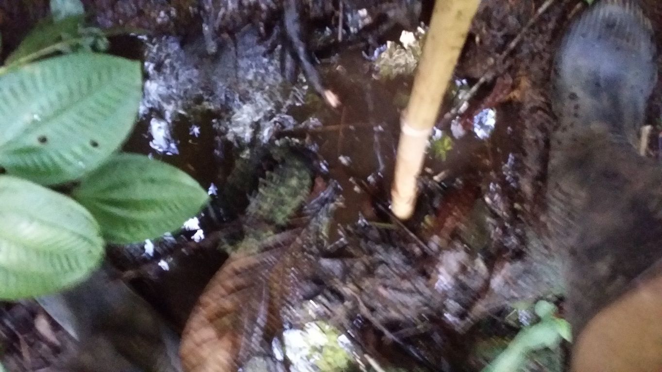 35 - Cleaning the tank of sticks and stone with my walking stick water nature reserve.jpg