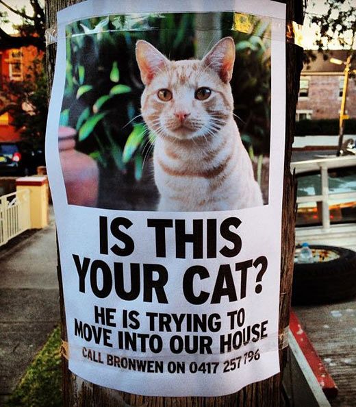 IS THIS YOUR CAT.jpg