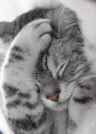 kitty facepalm.jpeg