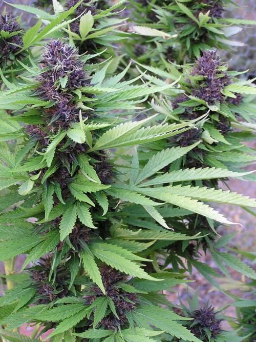 cannabis_grow_guide_in_usa_by_24online7wd-dc20hik.jpg