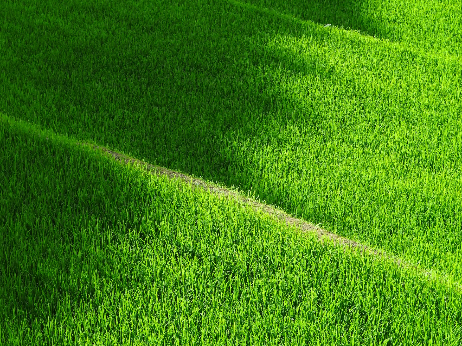 rice-terraces-419770_1920.jpg