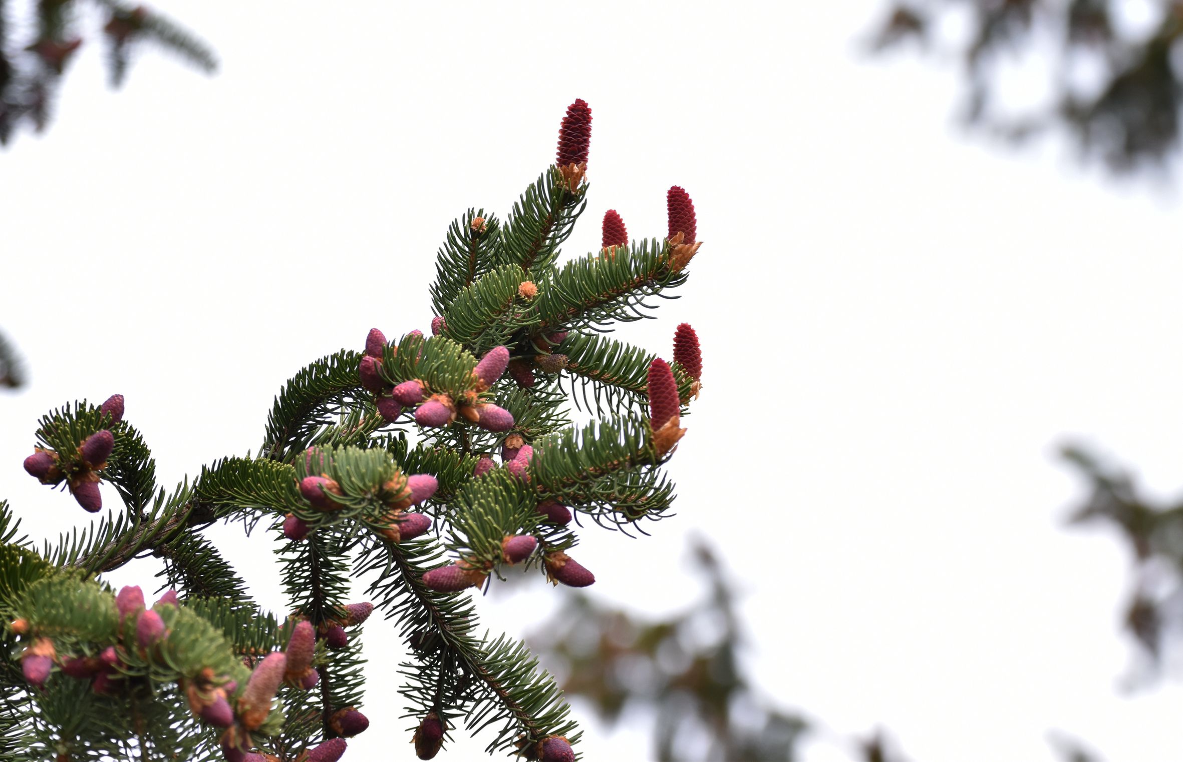 Treetuesday Red Spurce Cones Steemit