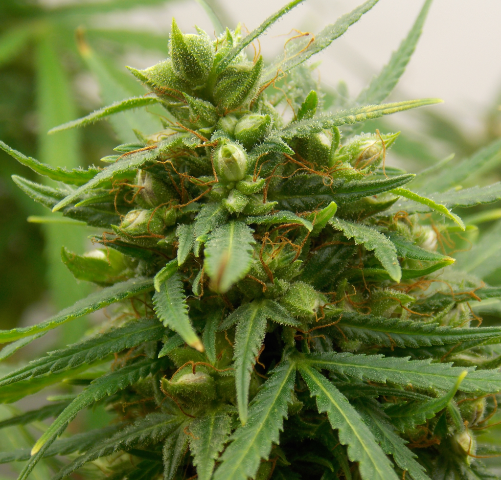 семена за марихуана