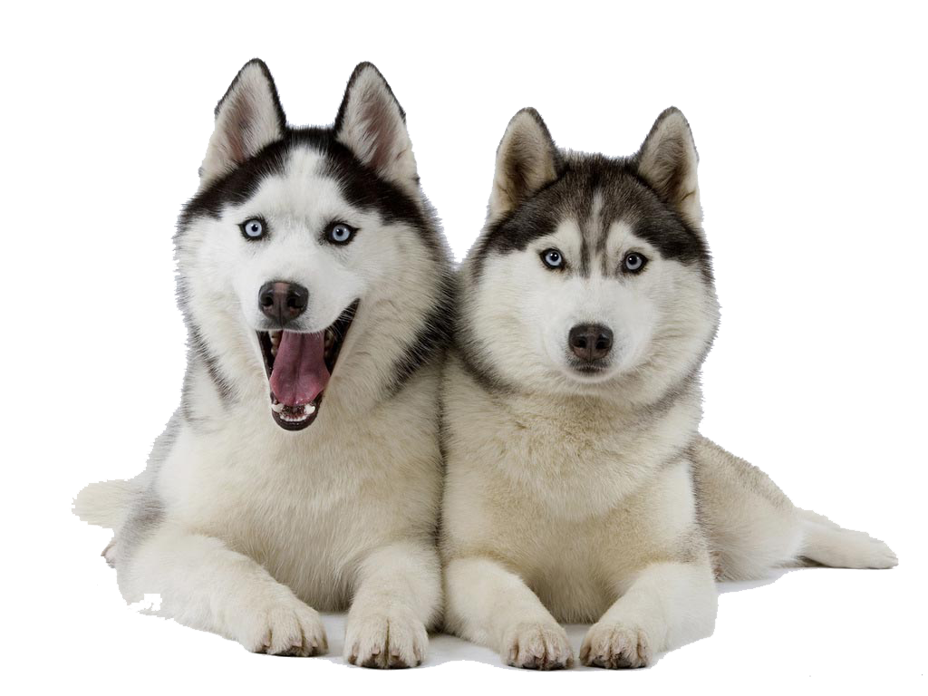 24450-9-husky-clipart.png