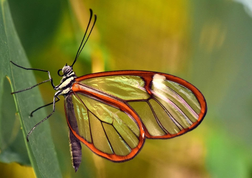 butterfly-Pixabay2.jpg