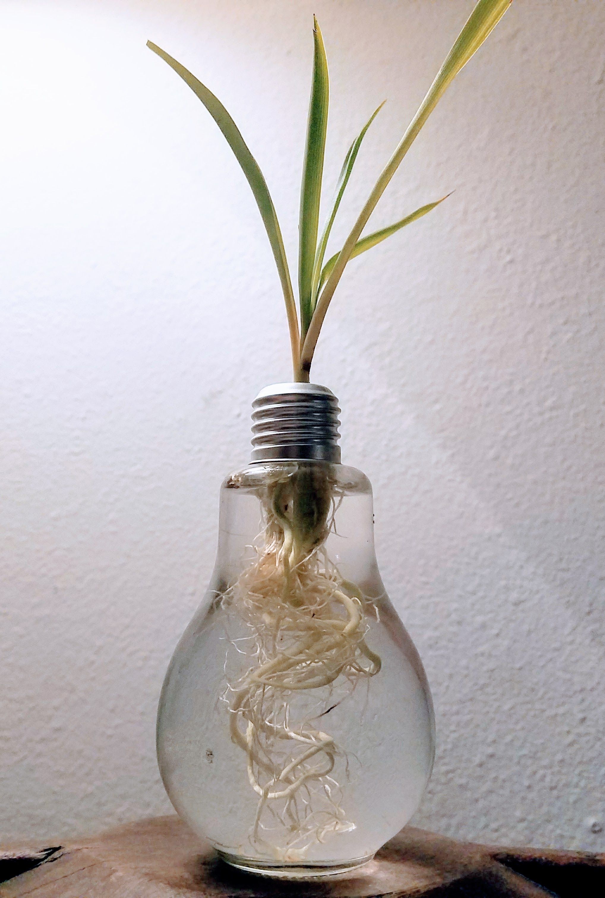 Glass Roots.jpg