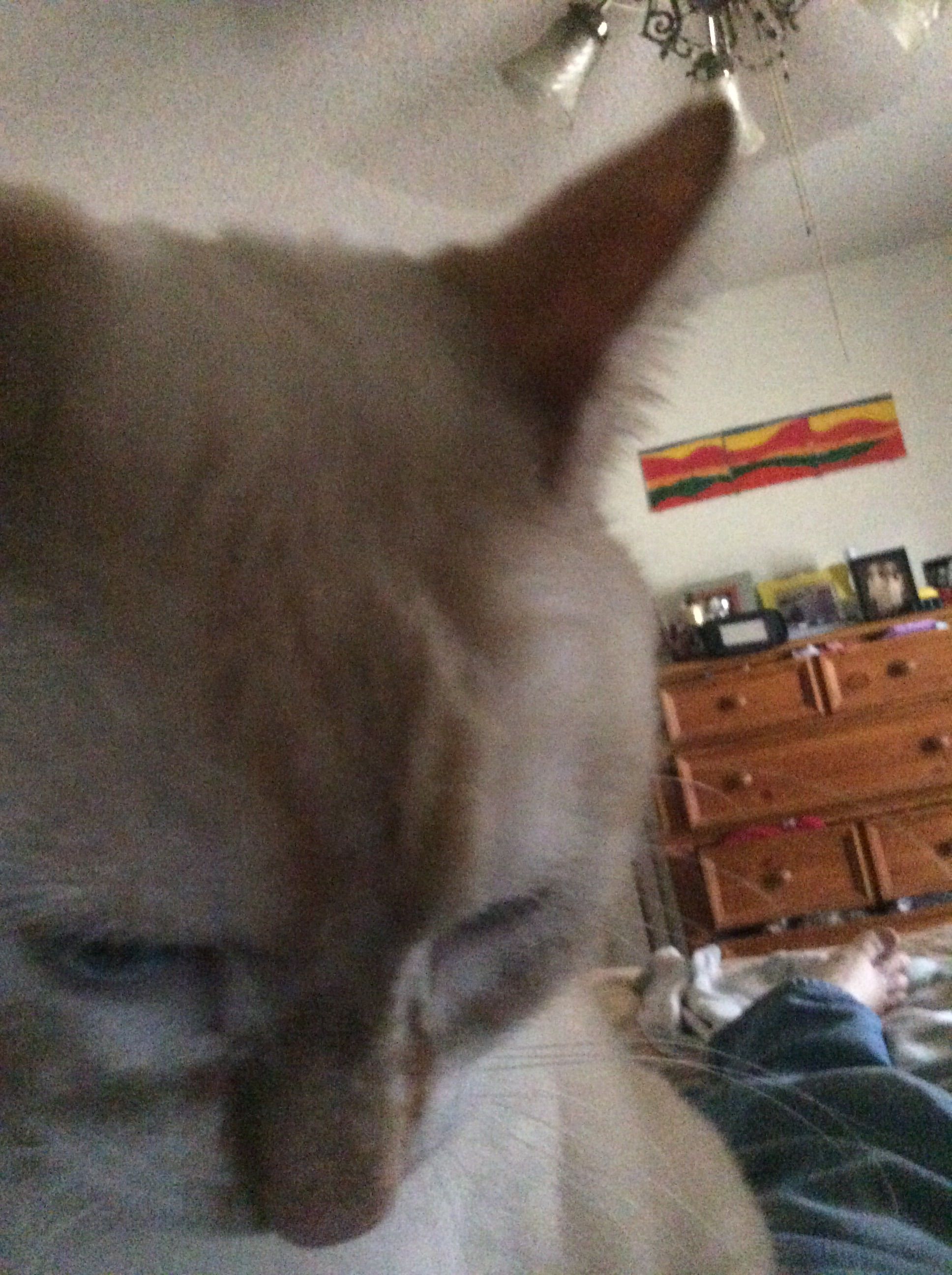 Cat biting pussy
