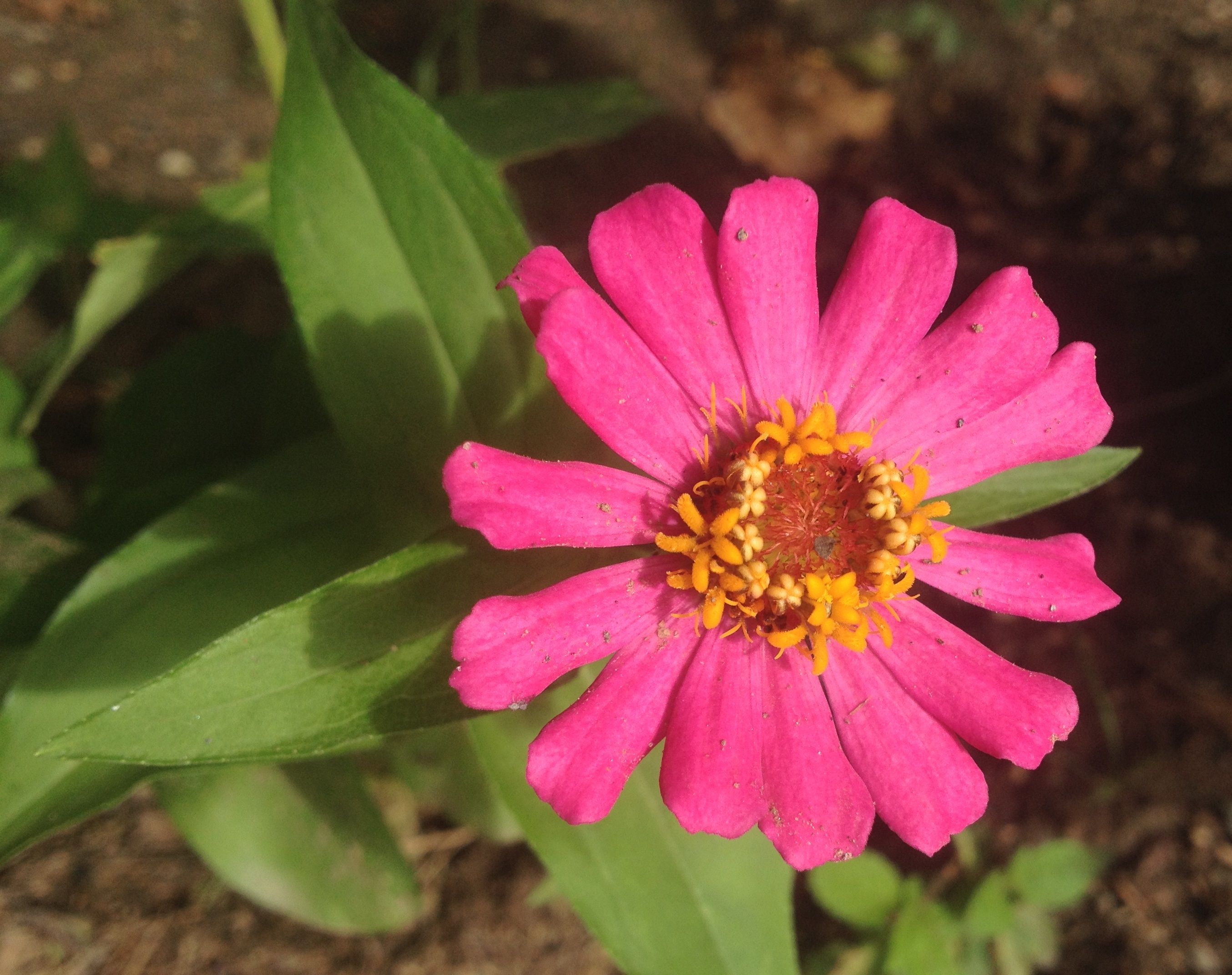 flor de cementerio.JPG