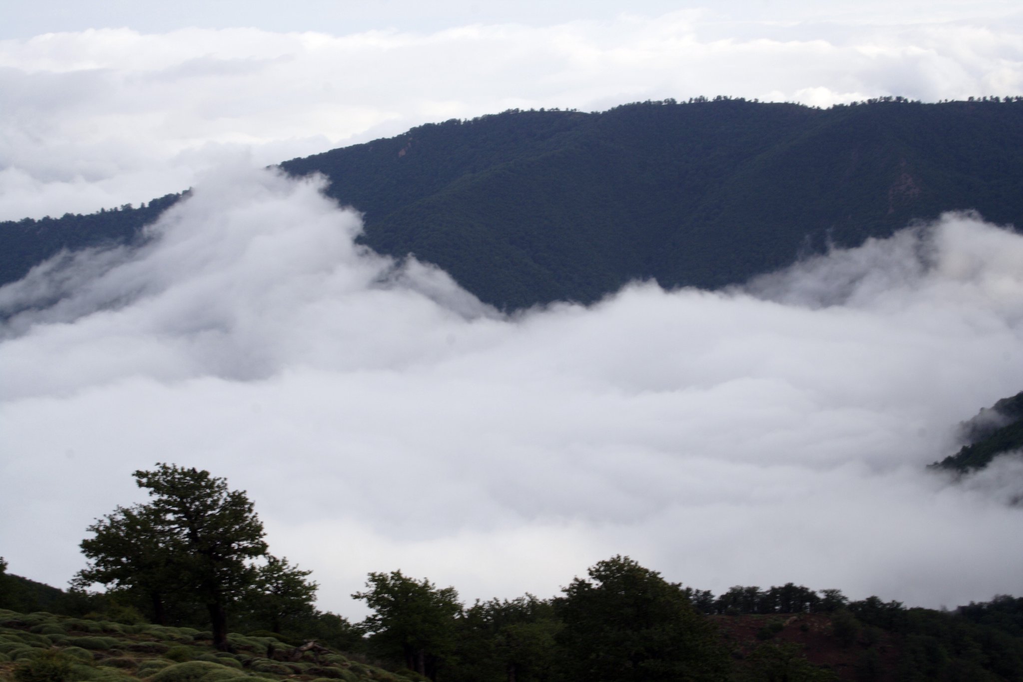 cloud-jungle-shahrood-semnan-iran.jpg