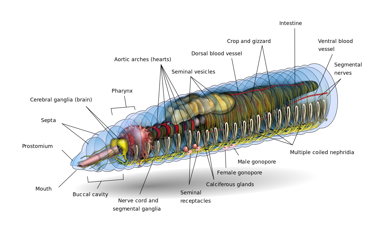 EARTHWORM (1).png