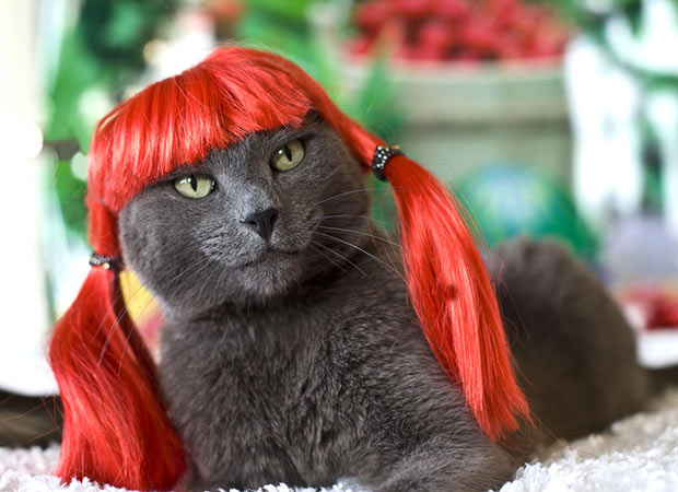 kitty-wig_1516093i.jpg