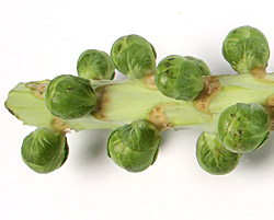 4_1_1_Brusselssprouts.jpg