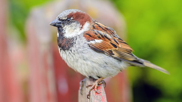 sparrow pixabay image.jpg