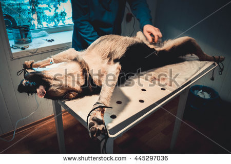 stock-photo-dog-sterilization-operation-dog-lying-on-his-back-on-the-operating-table-under-anesthesia-445297036.jpg