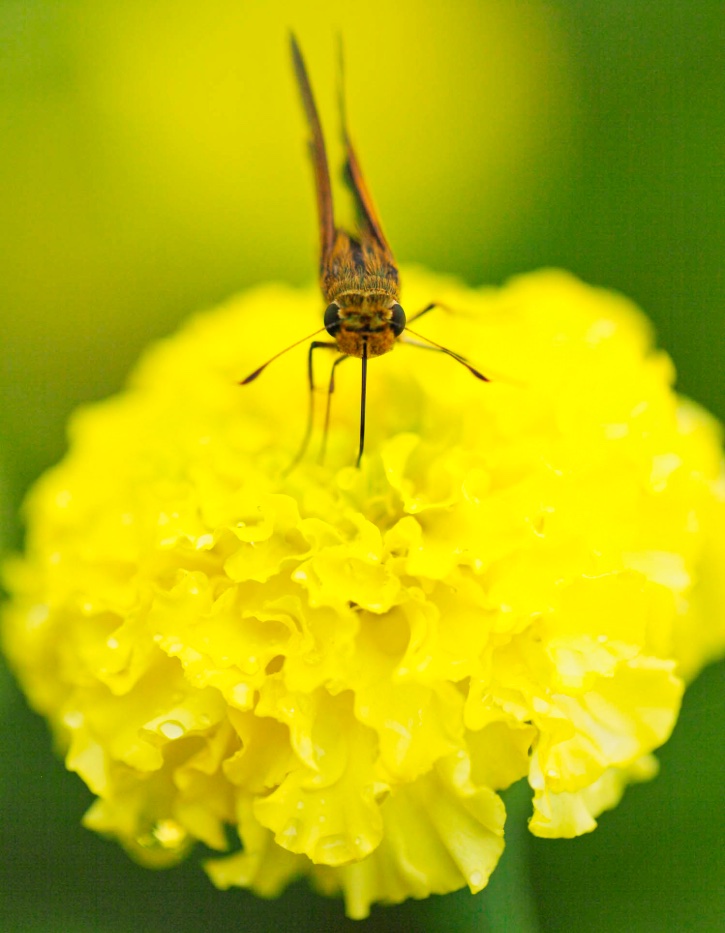 yellow-flower-with-bug.jpeg