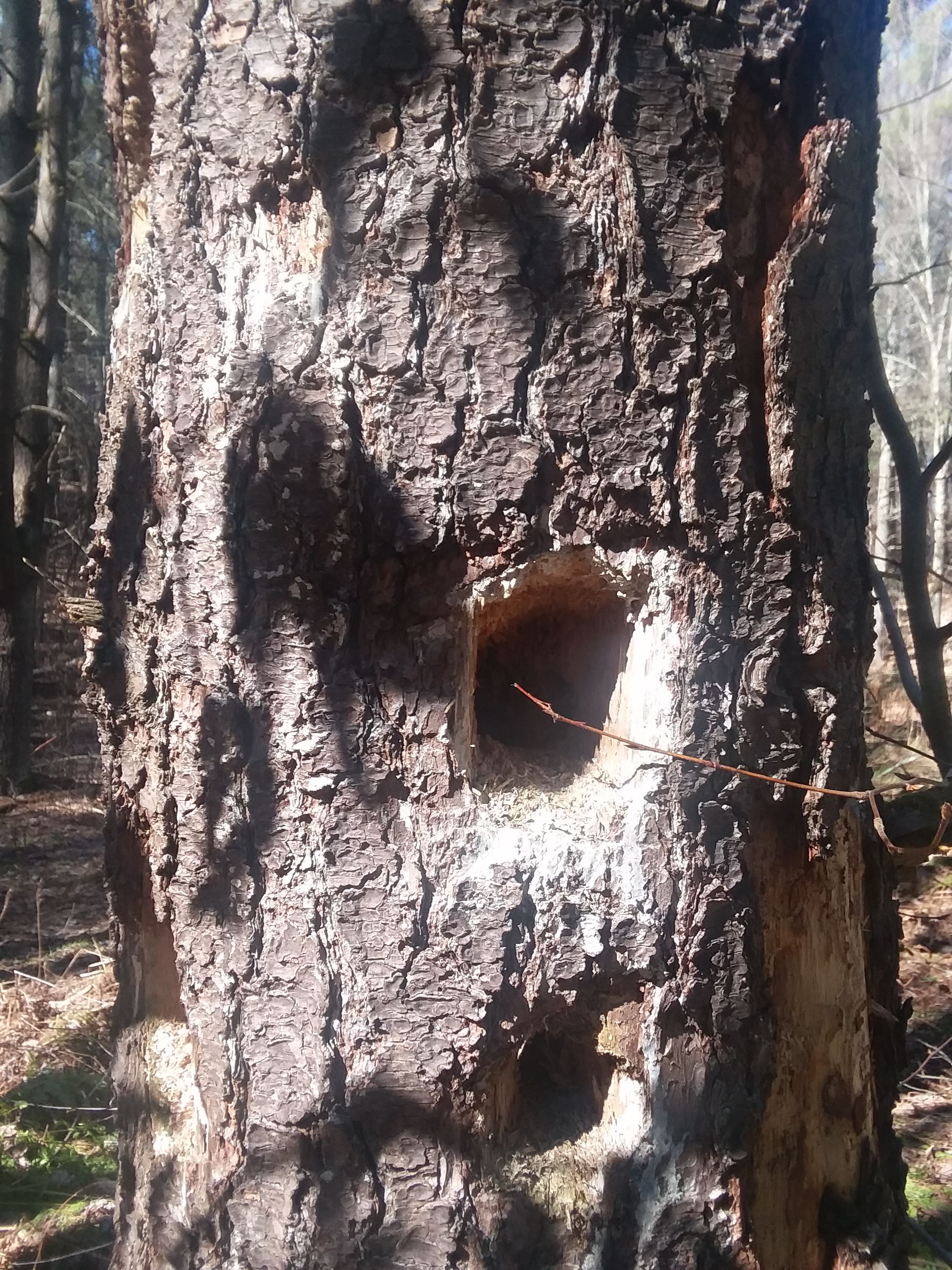 20180421_154245.jpg