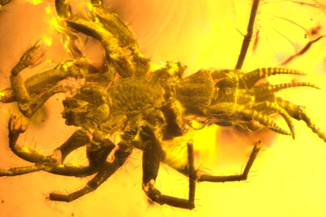 Scorpion-Tailed Spider Chimera Found in Amber (1).jpg