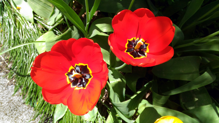 tulipi.jpg