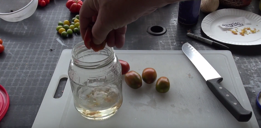 tomato seeds fermenting3.png