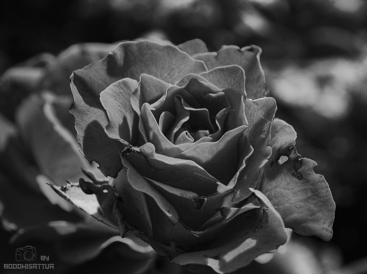 DSC_1027_bw.jpg