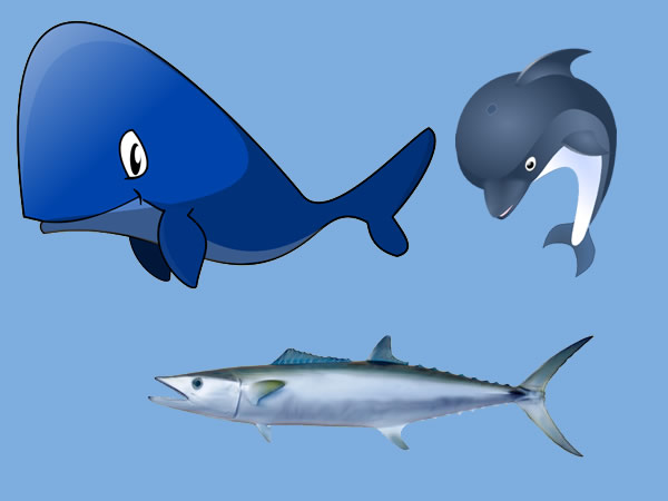 Los-delfines-la-ballena-y-la-cavalla.jpg