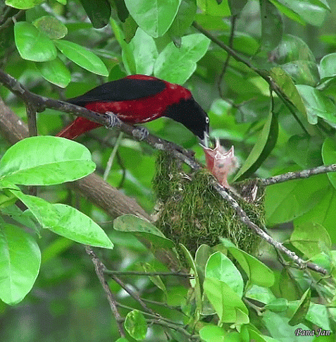 Maroon Oriole.gif