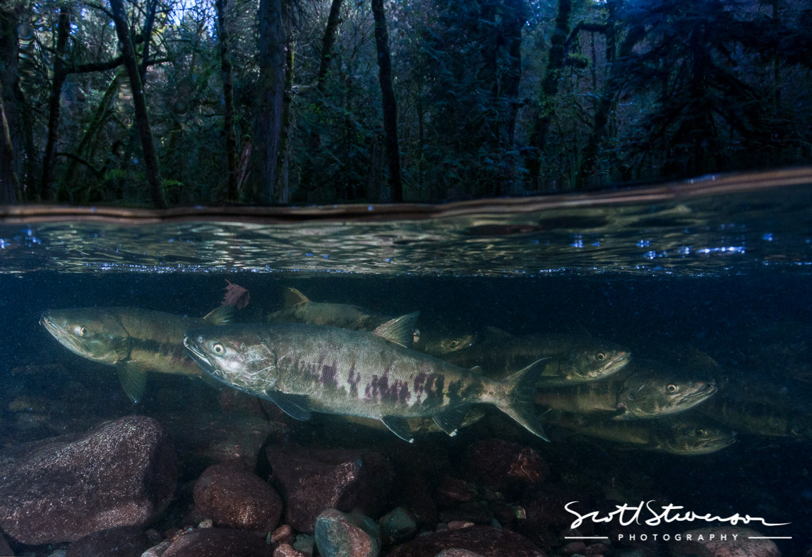 Chum Salmon-6.jpg