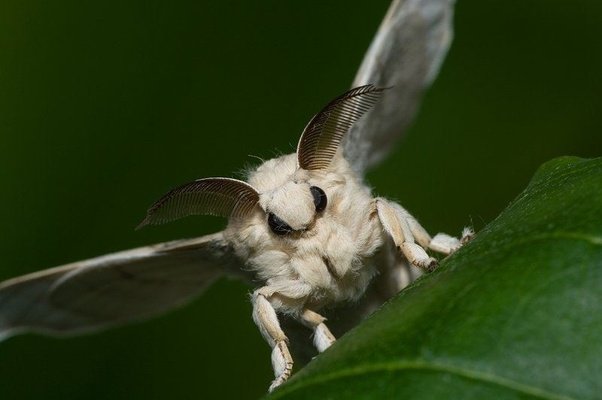 venezuelan poodle moth.jpg