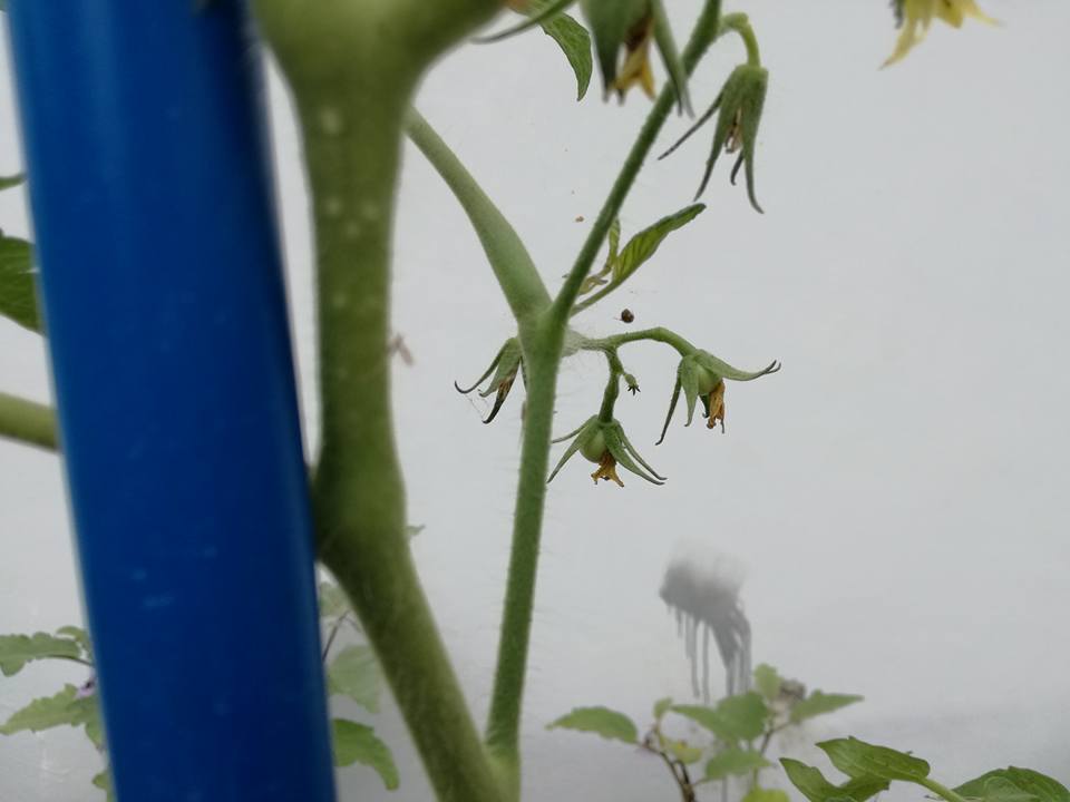 Tomato 5.jpg