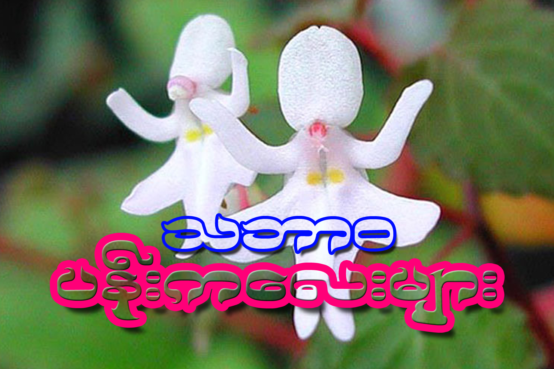 flowers.png