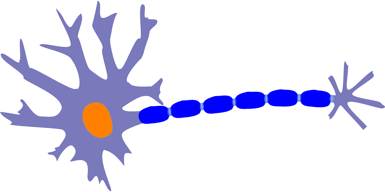 neuron-305772_1280.png