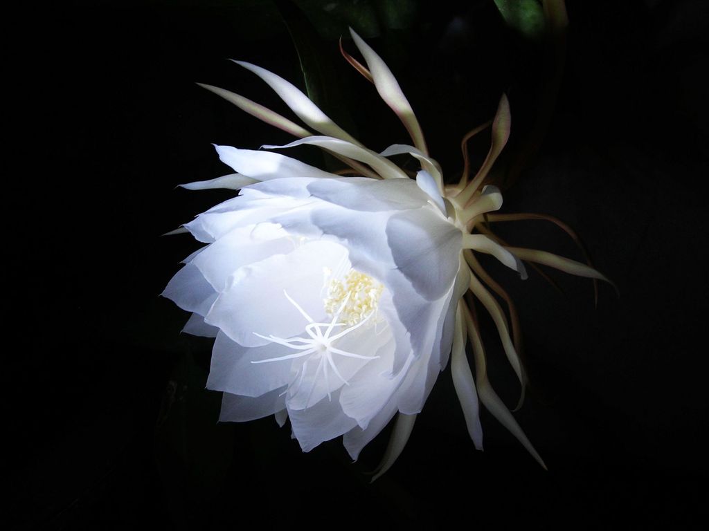 《飞鸟与夏花》每天一首自译飞鸟集（157/325） - Translate a poem form Stray Birds everyday