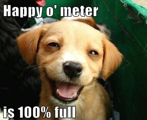 funny-dog-pictures-happy-o-meter-is-full.jpeg