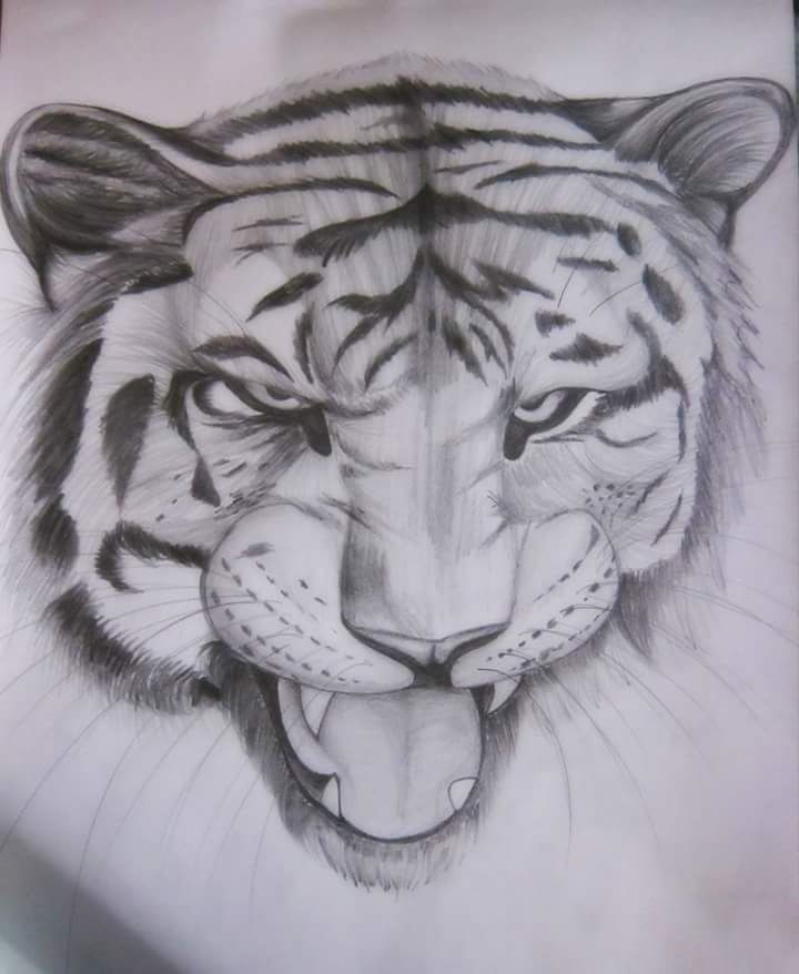 How to Draw a Tiger Face  Head Step by Step  EasyDrawingTips