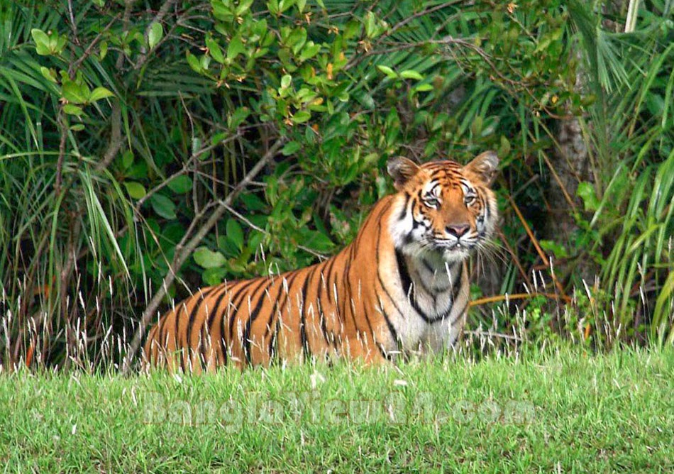 Bangladesh-Sundarbans71.jpg