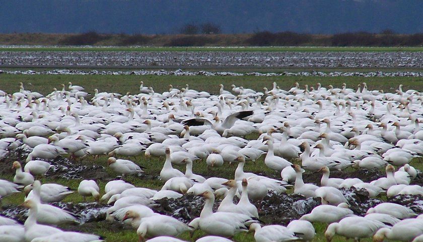 rsz_snow_geese_in_fir_island_field_-_2009.jpg