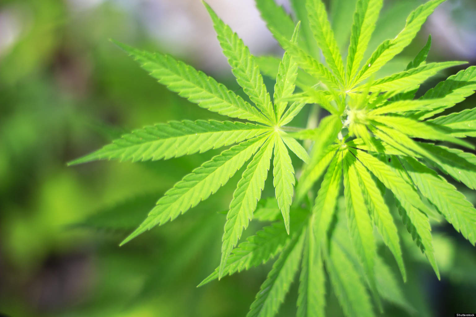 cannabis plant.jpg