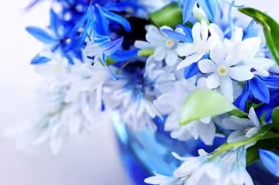 beautiful_blue_flowers_01_hd_picture_166920.jpg