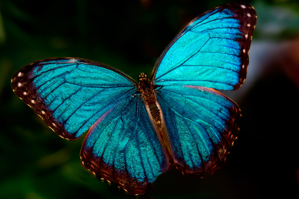 fotos-mariposas-morpho-azules.jpg