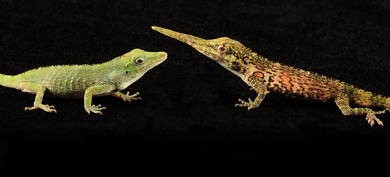 Anolis_proboscis_(7269935746).jpg