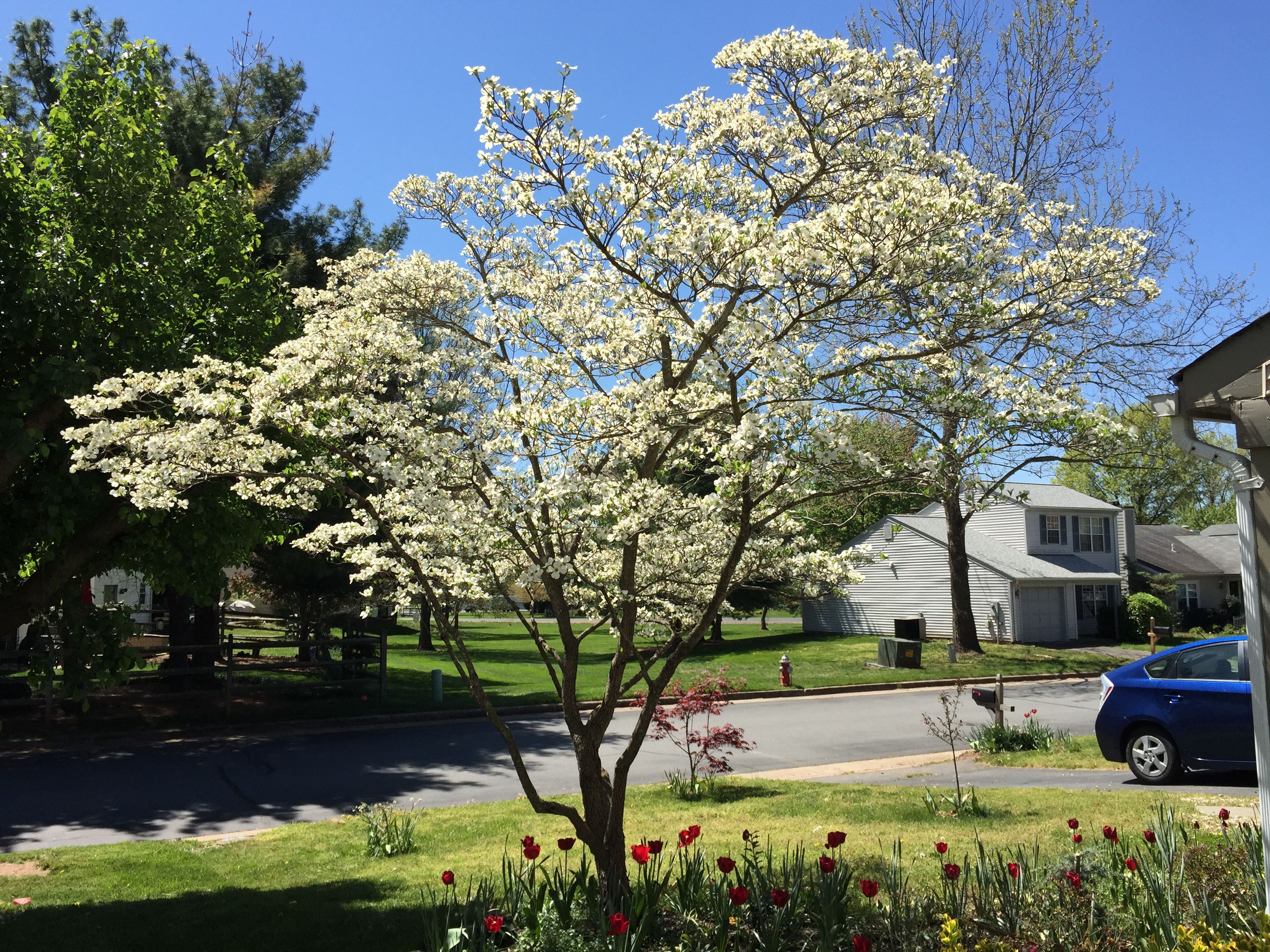 2016-04-20_12_10_40_White_Flowering_Dogwood_blooming_along_Tranquility_Court_in_the_Franklin_Farm_section_of_Oak_Hill,_Fairfax_County,_Virginia.jpg